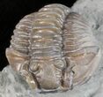 Flexicalymene Trilobite - Ohio #61037-2